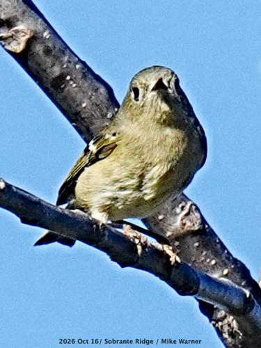 Ruby-crowned Kinglet