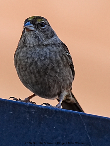 Golden-crowned Sparrow