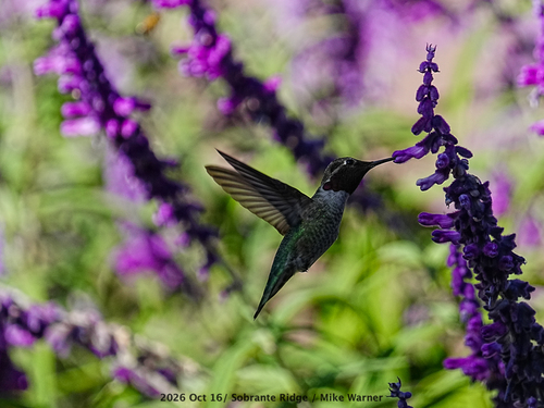 Anna's Hummingbird