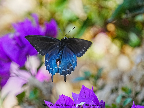 California Pipevine Swallowtail