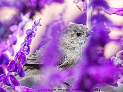 Bushtit