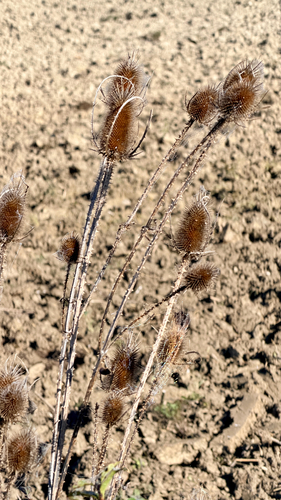wild teasel