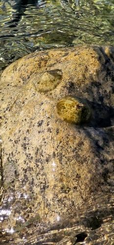 Patella caerulea observed 2026-10-07