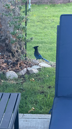 Steller's Jay