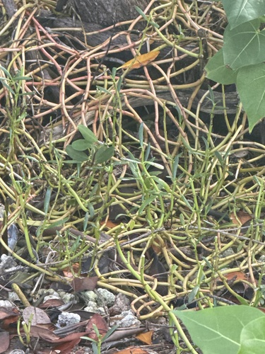 sea purslane