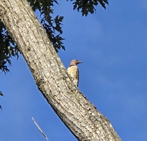 Northern Flicker