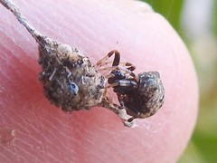 Cyclosa vallata