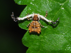 Phrynarachne ceylonica