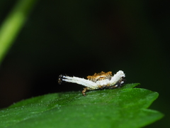Phrynarachne ceylonica