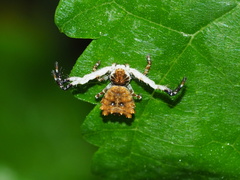 Phrynarachne ceylonica