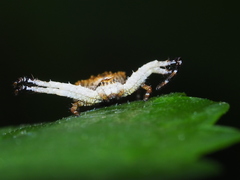 Phrynarachne ceylonica