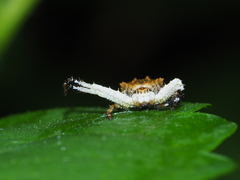 Phrynarachne ceylonica