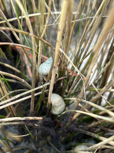 Littorina irrorata observed 2026-10-16