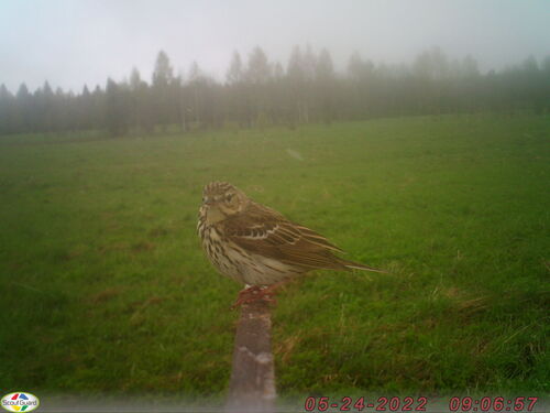 iNaturalist image