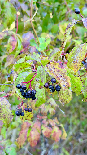 common dogwood