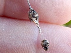 Cyclosa vallata