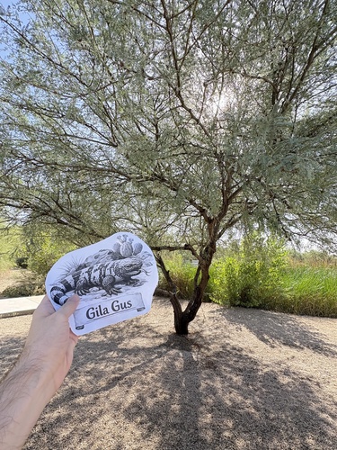 velvet mesquite