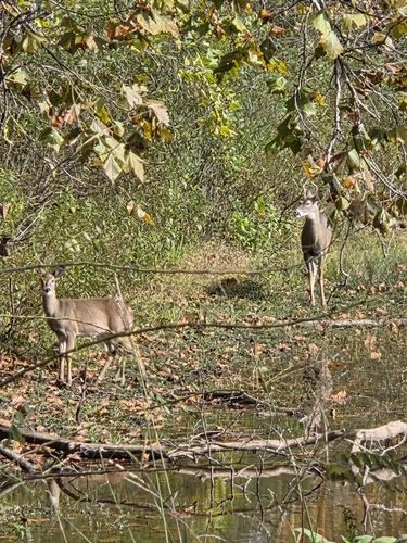 White-tailed Deer