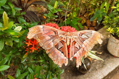 Attacus taprobanis
