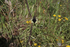 Libelloides coccajus