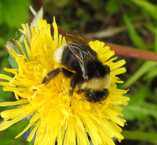 Bohemian Cuckoo Bumble bee