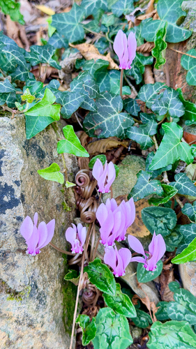 Ivy-leaved cyclamen