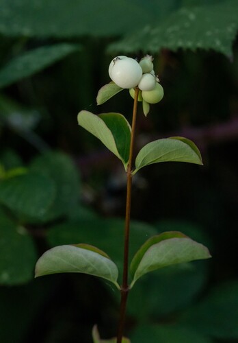 Common Snowberry