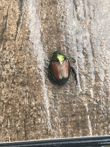 Japanese Beetle