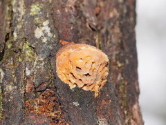 Hexagonia vesparia