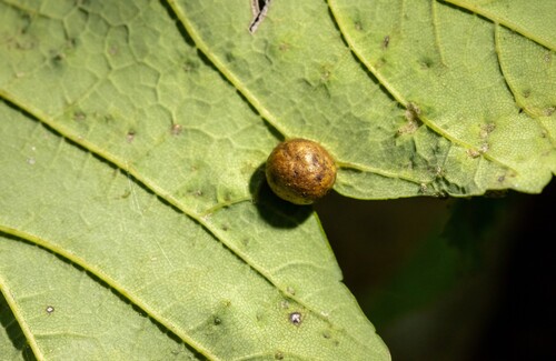 Maple gall wasp