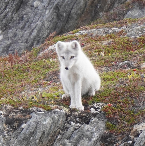 Polarfuchs observed by marionfr