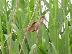 Acrocephalus orientalis