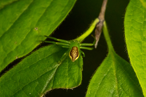 Eurasian Green Crab Spider