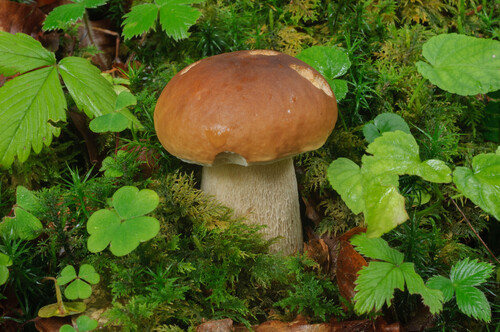King Bolete