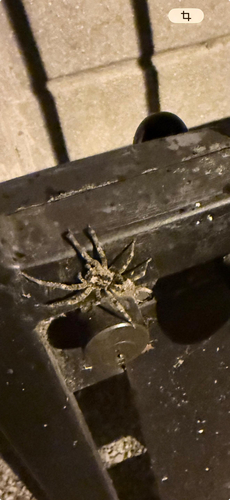 Mediterranean Spiny False Wolf Spider