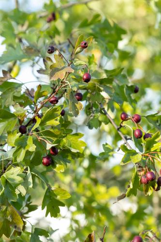 common hawthorn