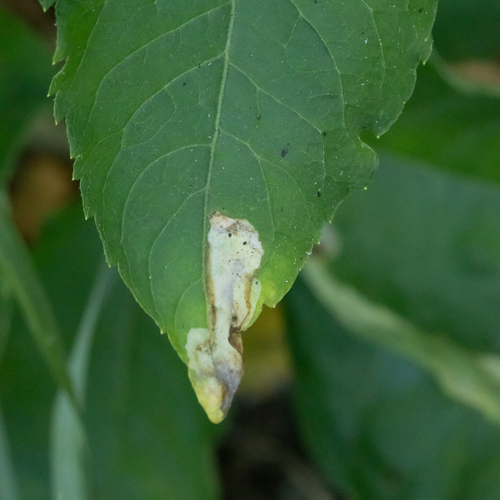 Liriomyza amoena