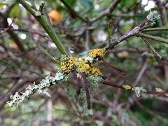 Teloschistes sieberianus
