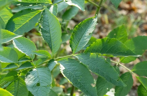 European black elderberry