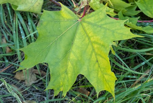Norway maple