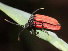 Platycis minutus