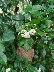 Murraya paniculata paniculata