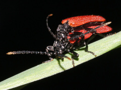 Platycis minutus
