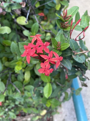Ixora coccinea observed 2026-10-16