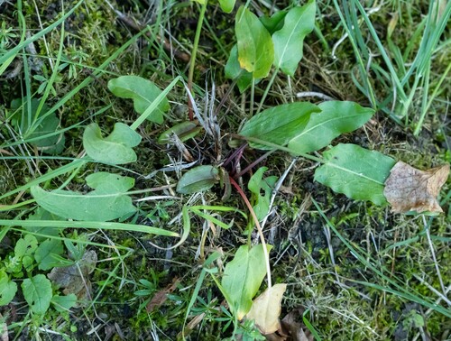 Common Sorrel