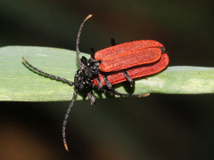 Platycis minutus