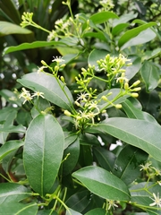 Acronychia pedunculata