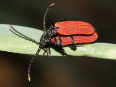 Platycis minutus