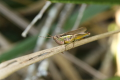 Bermius odontocercus