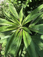 Echium pininana
